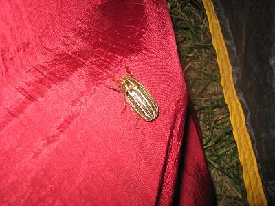 IMG_1748.JPG